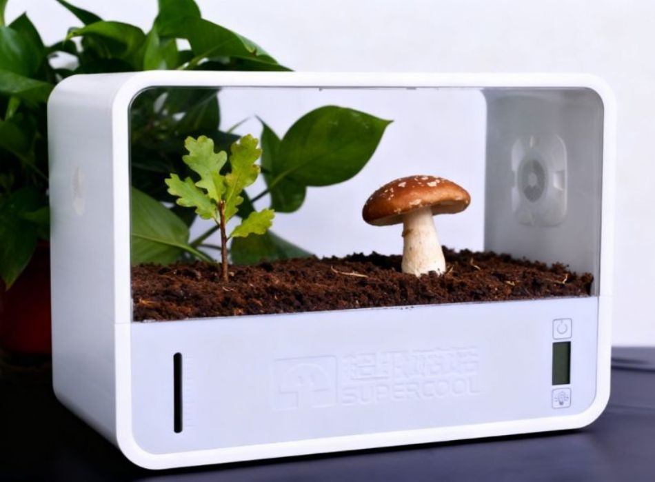 Porcini indoor. è possibile coltivare il Boletus?